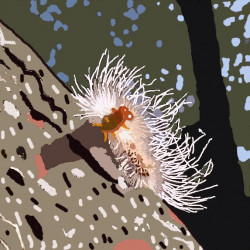 blandragny
